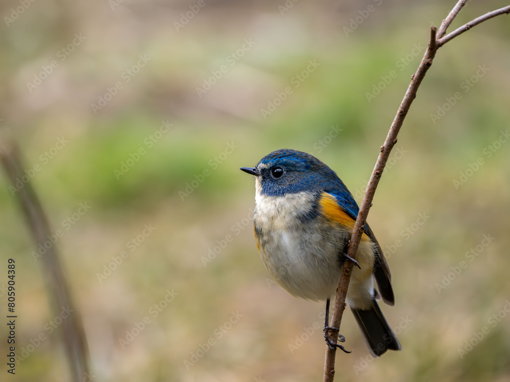 Naklejka premium 森の中で枝に留まっているルリビタキの雄