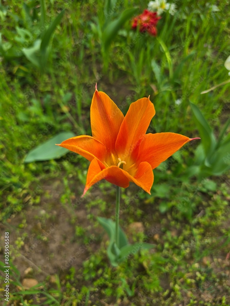 Obraz premium Flowwer