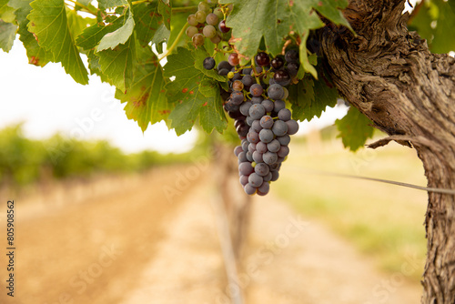 vineyard 