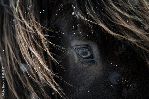 beautiful icelandic horse close-up in the snow