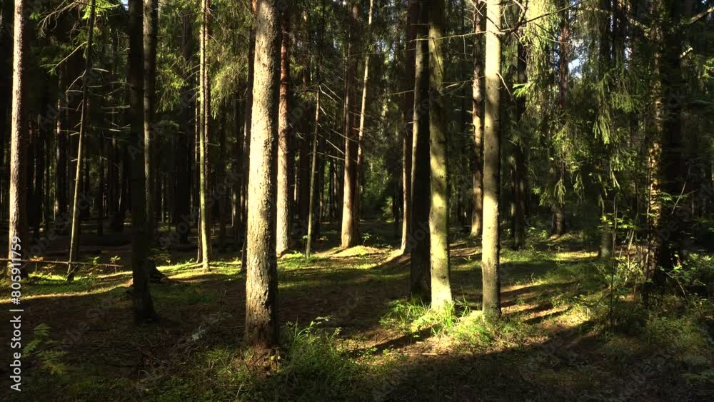Dense coniferous forest on a clear summer day. The sun's rays penetrate into the thick of the forest. Ideal for content about travel, the beauty of nature and environmental protection.
Dense coniferous forest on a clear summer day. The sun's rays penetrate into the thick of the forest. Ideal for content about travel, the beauty of nature and environmental protection.