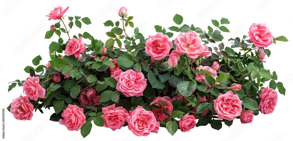 Beautiful pink roses with lush green leaves, cut out Beautiful pink roses with lush green leaves, cut out