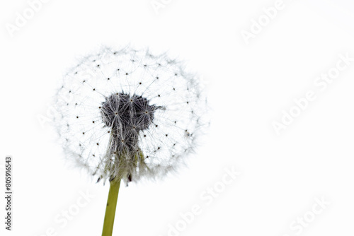 The head with seeds of a Dandelion Flower