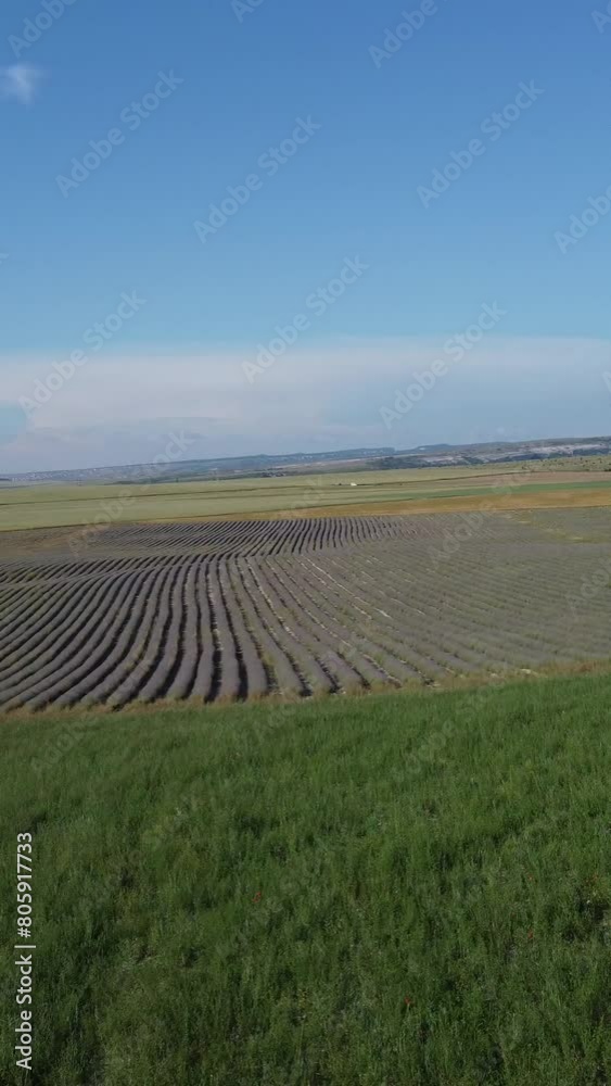 Aerial view on Green wheat field in countryside. Field of wheat blowing in the wind at sunny spring day. Ears of barley crop in nature. Agronomy, industry and food production. Vertical video Aerial view on Green wheat field in countryside. Field of wheat blowing in the wind at sunny spring day. Ears of barley crop in nature. Agronomy, industry and food production. Vertical video