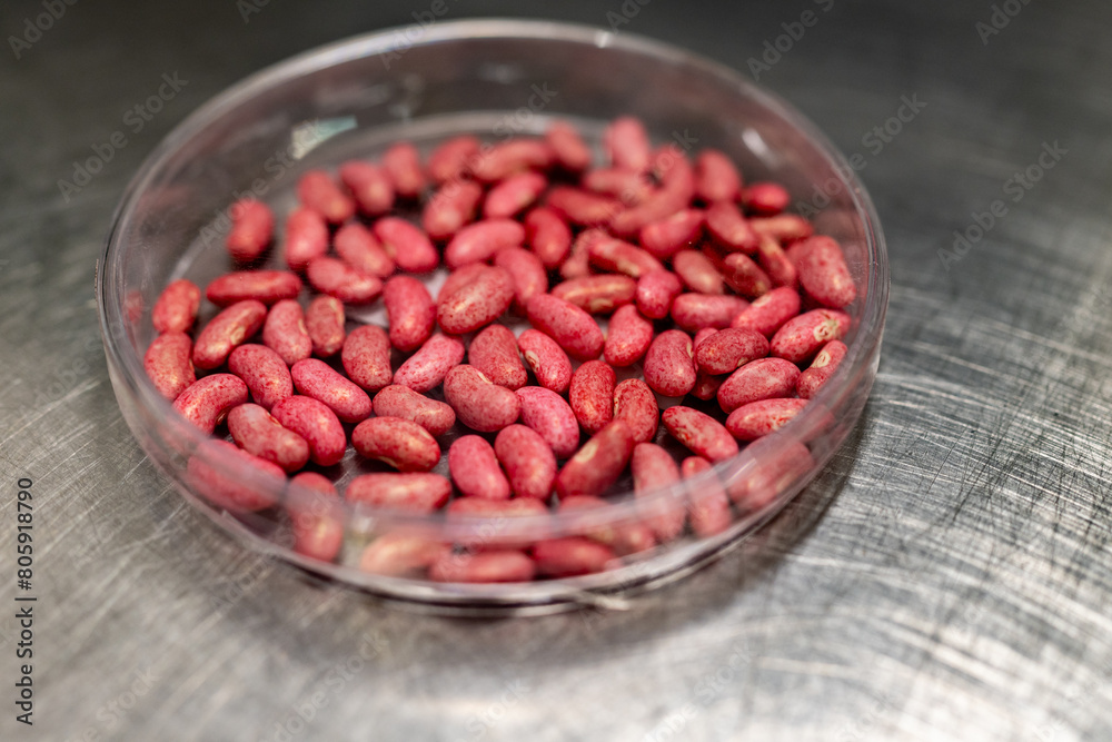 Samples of new legumes and vegetables seeds varieties in seed bank, seedlings for spring sowing in fields