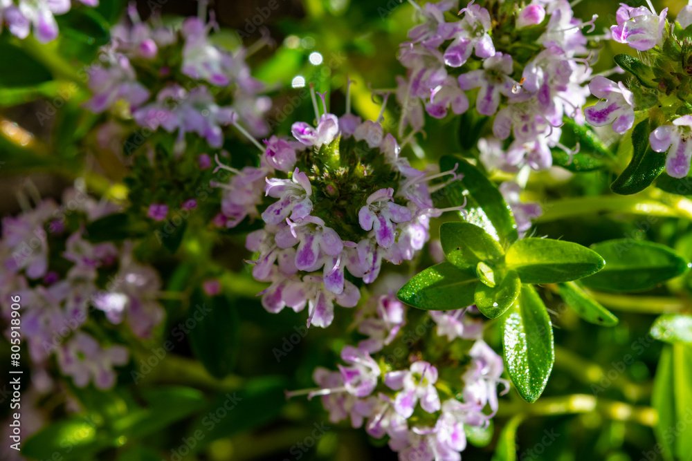 Spring blossom of pink aromatic kitchen herb thyme in garden Spring blossom of pink aromatic kitchen herb thyme in garden