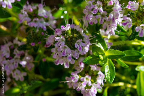 Spring blossom of pink aromatic kitchen herb thyme in garden