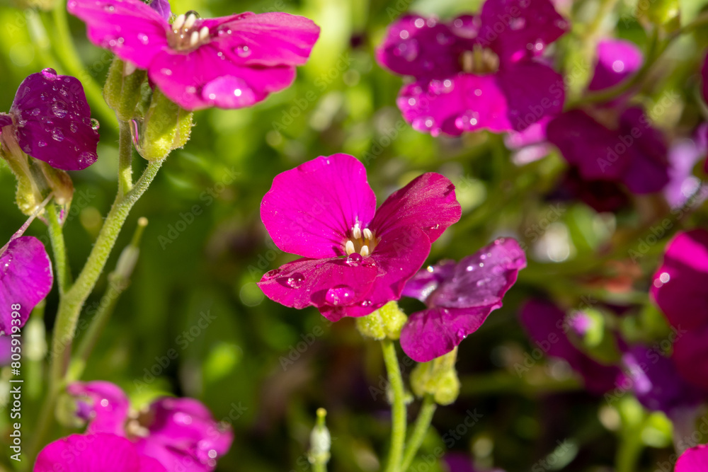 Pink blossom of aubrieta deltoidea perennial ornamental plant in spring garden Pink blossom of aubrieta deltoidea perennial ornamental plant in spring garden