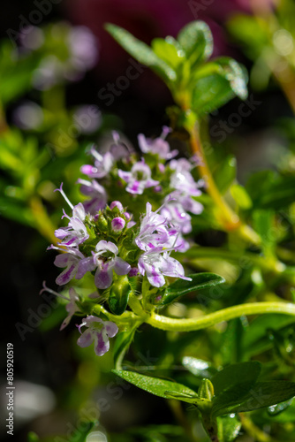 Spring blossom of pink aromatic kitchen herb thyme in garden