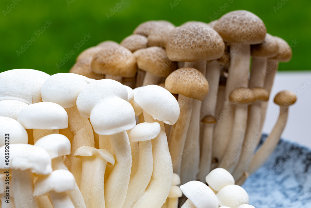 White and brown shimeji edible mushrooms native to East Asia, buna-shimeji is widely cultivated and rich umami tasting compounds