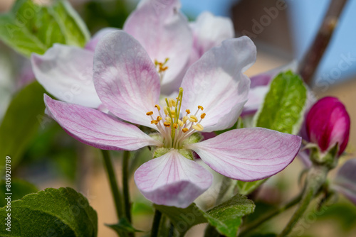 Spring pink blossom of apple trees in orchard  fruit region Haspengouw in Belgium  close up