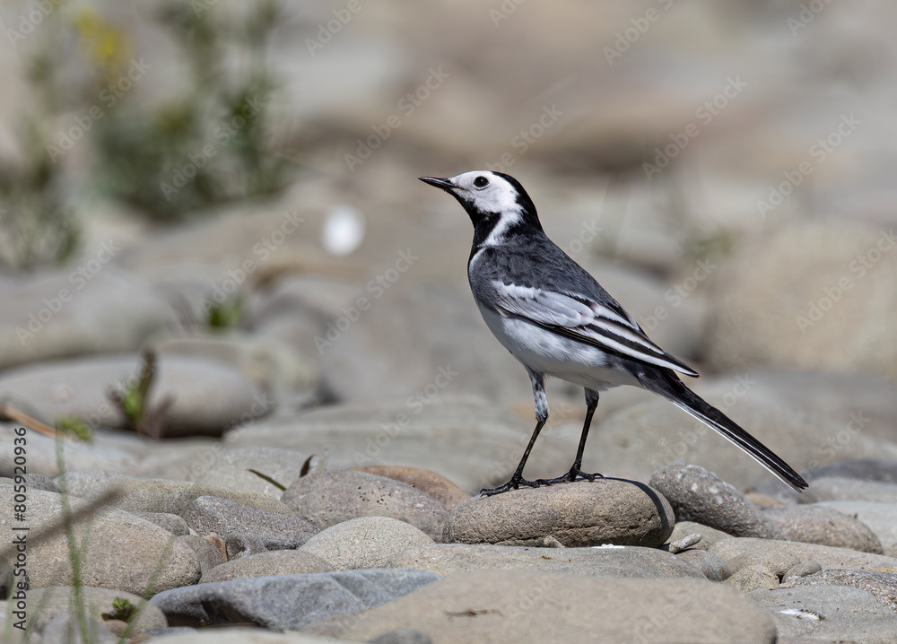 White Wagtail, yarrellii, female on the rocks White Wagtail, yarrellii, female on the rocks