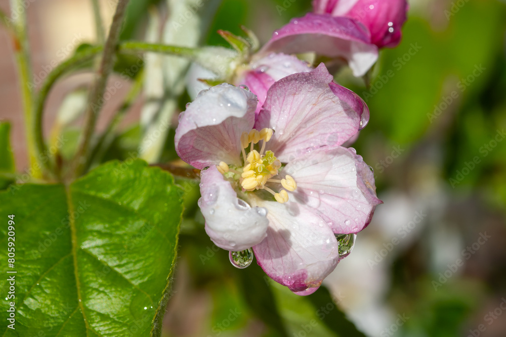 Obraz premium Fruit orchard in spring, pink blossom of apple fruit trees close up