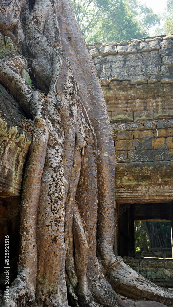 Ta Prohm Temple in Angkor Wat