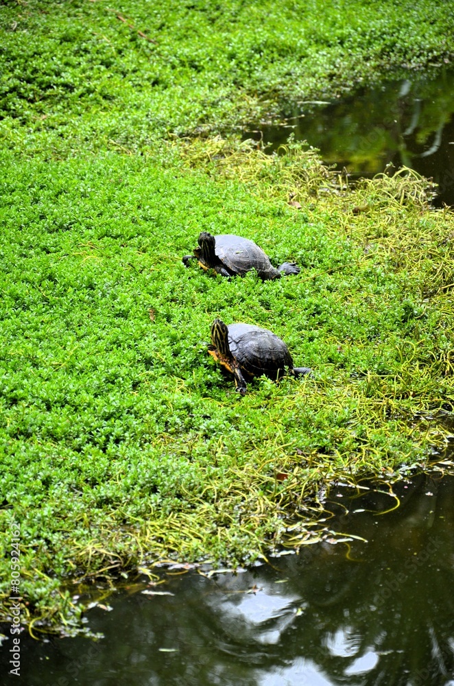 Turtle by a Pond on a Late Spring Day Turtle by a Pond on a Late Spring Day