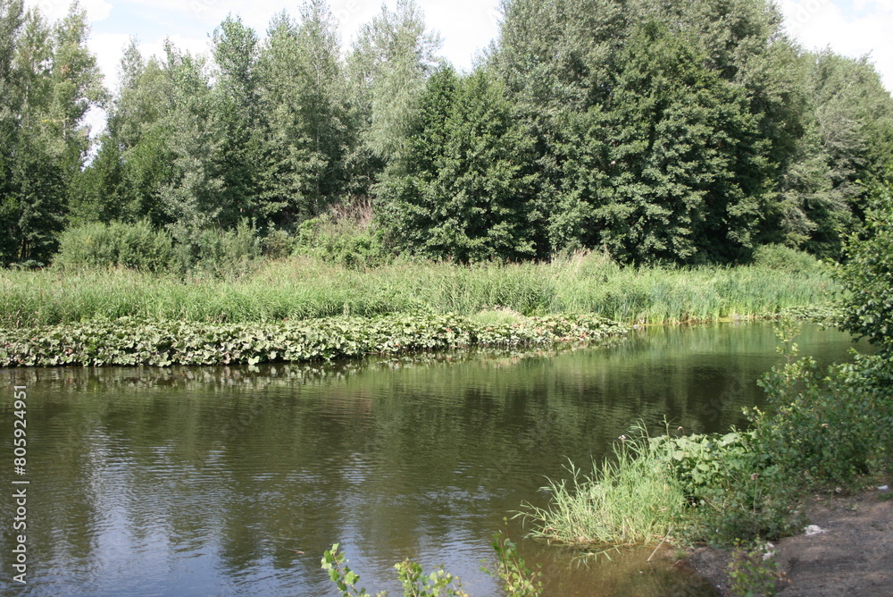 Fototapeta premium lake in the forest