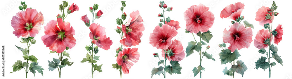 watercolor cute Gorgeous botanical Hollyhock Red flower illustration PNG element cut out transparent isolated on white background ,PNG file ,artwork graphic design.