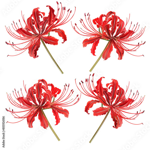 Khigan Red Spider Lily, Vibrant Bloom on Transparent Background, Isolated Botanical Close-Up for Garden Decoration in Spring and Summer.