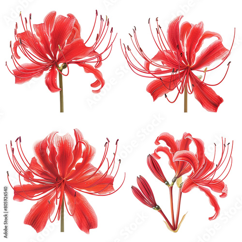 Khigan Red Spider Lily, Vibrant Bloom on Transparent Background, Isolated Botanical Close-Up for Garden Decoration in Spring and Summer.