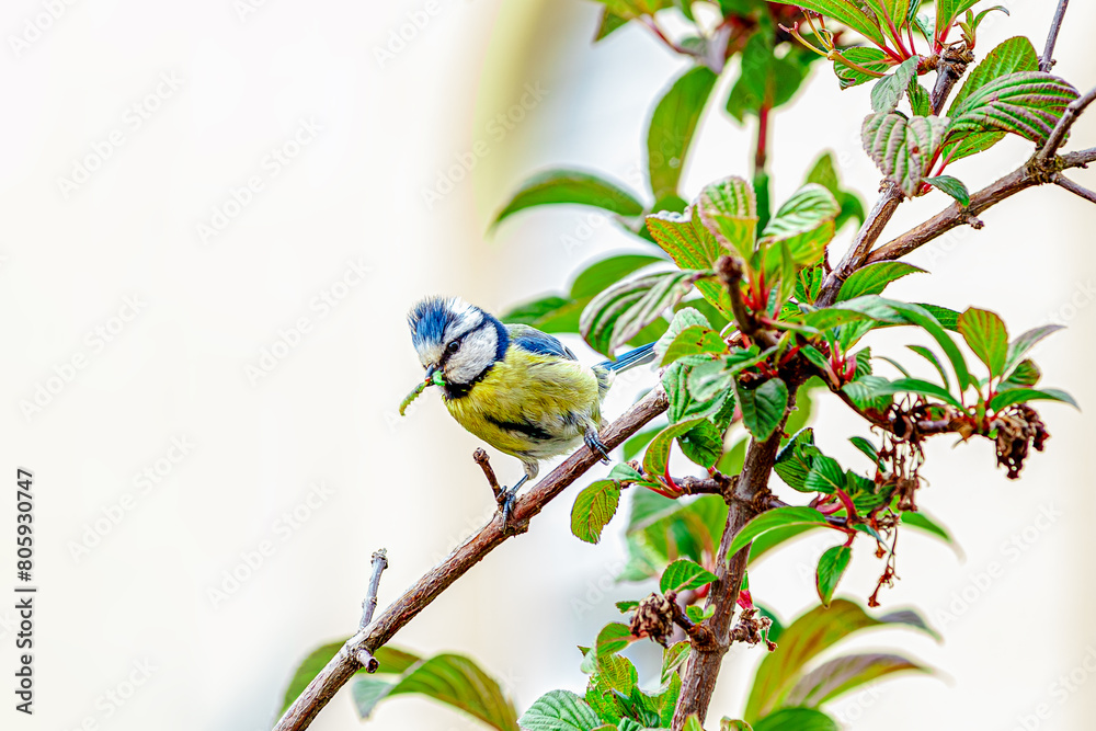 Obraz premium Eurasian blue tit (Cyanistes caeruleus) Passerine bird with caterpillars in the beak, feeding the chicks. with blue cap, white cheeks, black Eyestripe's, green blue back, yellow belly and blue wings 