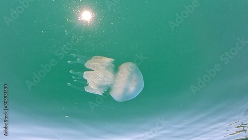 Big jellyfish in the Sea, Rhizostoma pulmo, Rhizostomatidae, floating in the water. Clear azure water surface with sun glare. Abstract nautical nature, slow motion photo