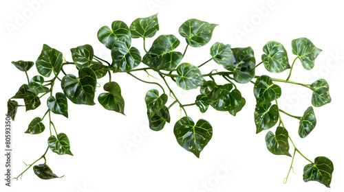 green leaves from Javanese tree vine or grape ivy  Cissus spp.   a jungle vine and hanging ivy plant bush foliage  isolated on a white background with a clipping path.