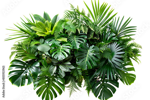 Green leaves of tropical plants bush (Monstera, palm, fern, rubber plant, pine, birds nest fern) floral arrangement isolated on white background