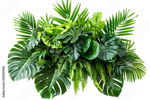 Green leaves of tropical plants bush  Monstera  palm  fern  rubber plant  pine  birds nest fern  floral arrangement isolated on white background