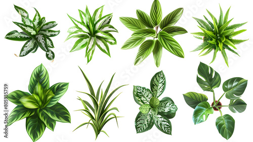 Set of houseplants (Spider Plant, Peace Lily, Fiddle Leaf Fig, Aloe Vera, Rubber Plant), top view, decorative or design invitation card, isolated on a transparent background. PNG cutout or clipping 