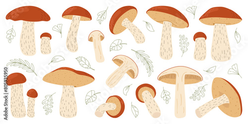 Orange birch bolete mushroom set. Leccinum fungi. Edible forest mushrooms collection. Vegetarian fungi brown cap boletus. Botanical flat vector illustration isolated on white background. 