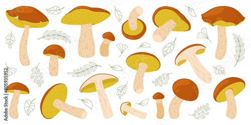 Suillus mushroom set. Edible fungus. Hand drawn trendy flat style mushroom collection isolated on white background. Autumn forest harvest, healthy organic food, vegetarian food. Vector illustration