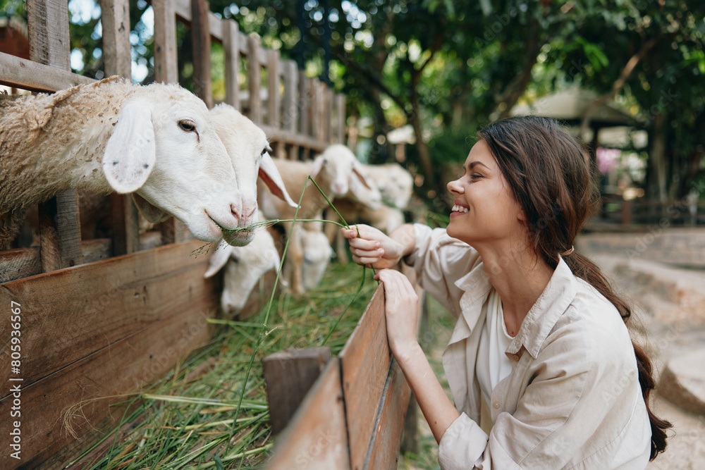 Fototapeta premium A woman feeding a sheep at a farm with her hand on its head