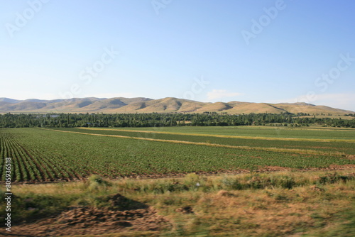 vineyard in region country (ID: 805936518)
