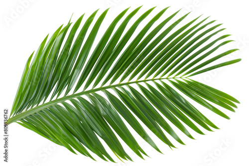 Coconut Palm Leaf Isolated on a Transparent Background