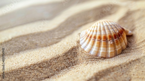 Capture the tranquility of an isolated seashell on soft sandy textures, offering peaceful serenity with ample copy space. photo
