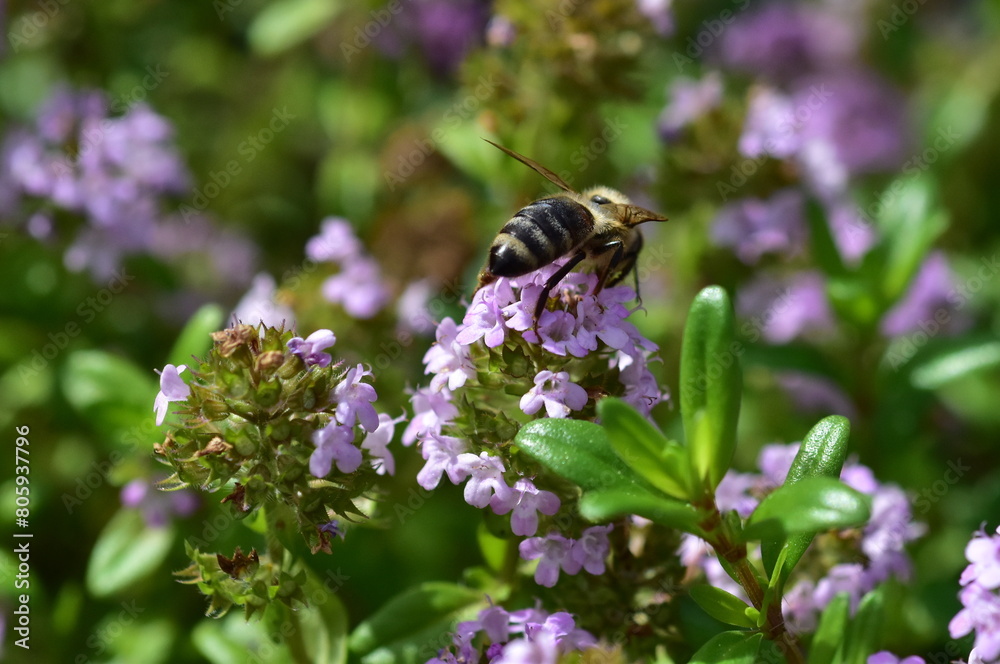 Biene an violetten Thymianblüten Biene an violetten Thymianblüten