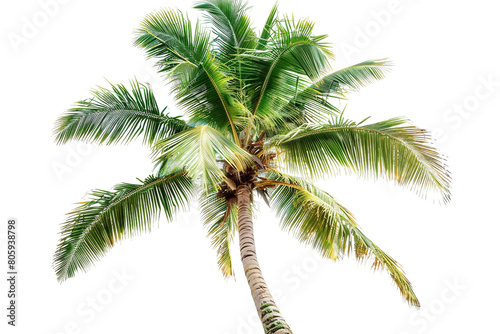 Coconut Palm Tree Isolated on a Transparent Background © Rehan