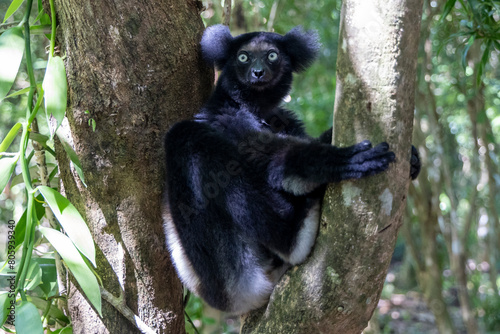 Ein Indri in einer Astgabel sitzend photo