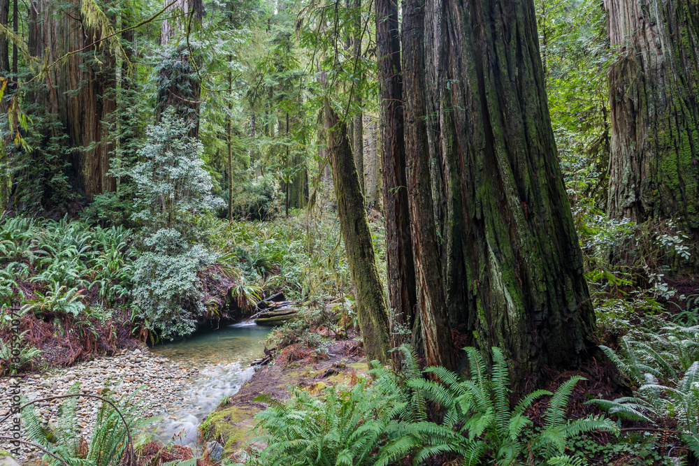 Giant redwood trees on the banks of the stream in California Giant redwood trees on the banks of the stream in California