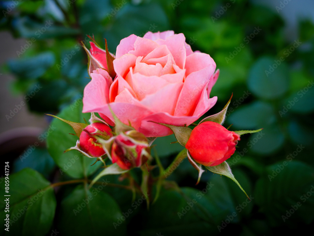 神戸岡本のバラ園のピンクの薔薇の花。背景をぼかしてふんわりと