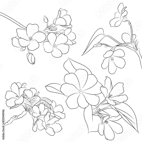 line art illustration of tung blossom (lonicera periclymenum) with white background  photo
