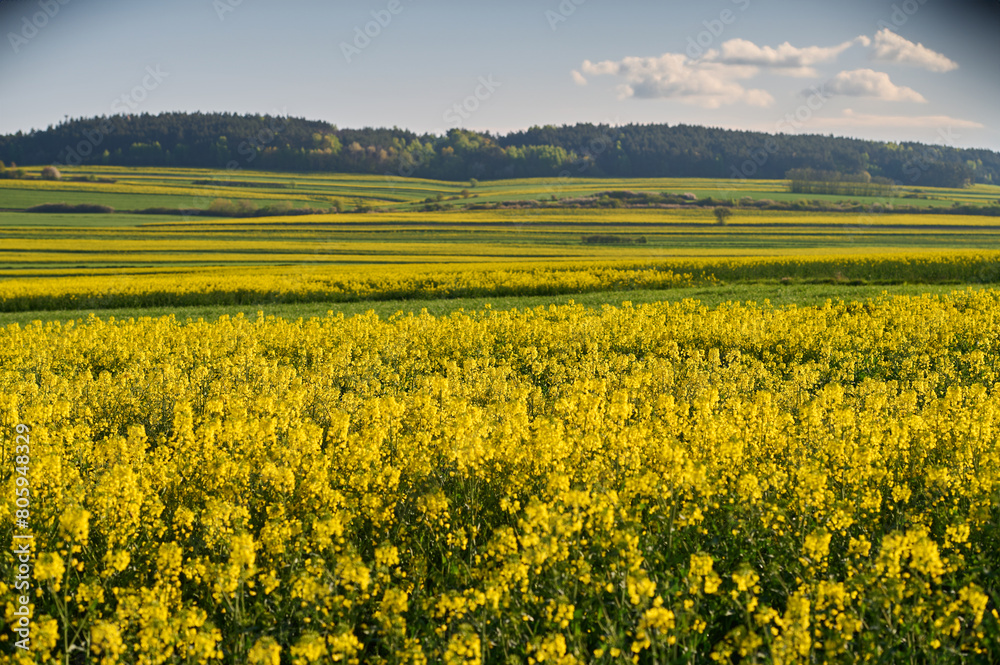 Picturesque fields of blooming rapeseed and green cereals near the forest on the hill Picturesque fields of blooming rapeseed and green cereals near the forest on the hill