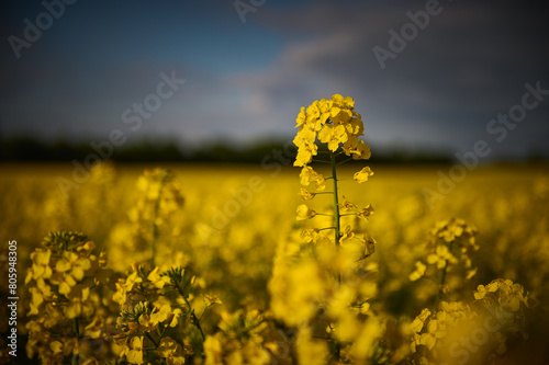 Rapeseed flower on an ecological agricultural field near the forest
