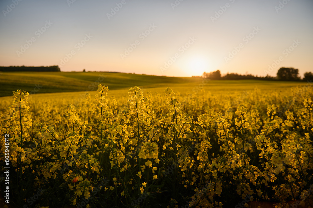 Obraz premium Under the evening sky, a huge field of blooming rapeseed stretches across the horizon, and the forest in the distance adds a mysterious charm to this picturesque landscape, 