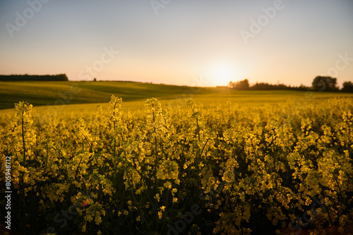 Under the evening sky  a huge field of blooming rapeseed stretches across the horizon  and the forest in the distance adds a mysterious charm to this picturesque landscape  