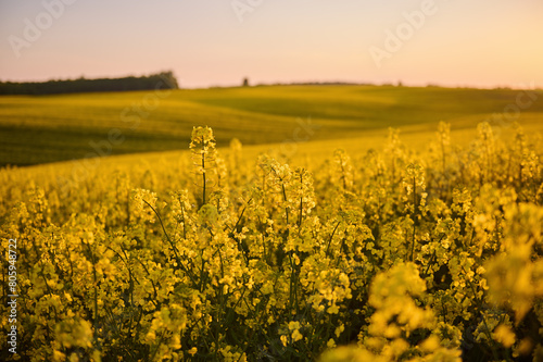 Under the evening sky  a huge field of blooming rapeseed stretches to the horizon  and the forest in the distance adds a mysterious charm to this picturesque landscape