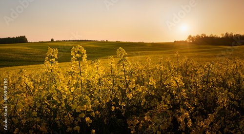 On the horizon, a huge field of blooming rapeseed stretches under the setting sun, and the forest in the distance adds charm to this picturesque evening landscape