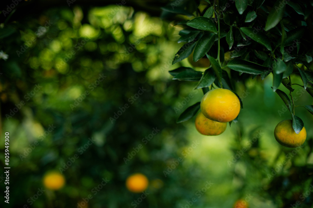 Orange fruit, organic orange garden, oranges ready to harvest and eat. Fresh orange juice from the garden Fruits are beneficial to health Orange fruit, organic orange garden, oranges ready to harvest and eat. Fresh orange juice from the garden Fruits are beneficial to health