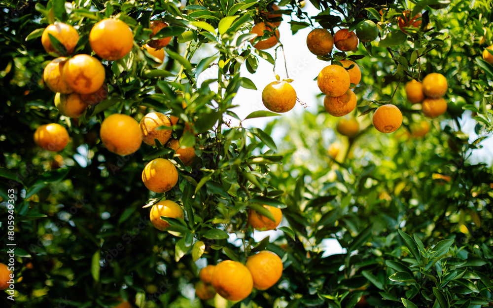 Orange fruit, organic orange garden, oranges ready to harvest and eat. Fresh orange juice from the garden Fruits are beneficial to health Orange fruit, organic orange garden, oranges ready to harvest and eat. Fresh orange juice from the garden Fruits are beneficial to health
