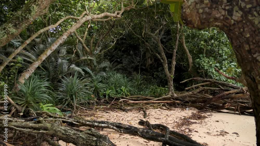 Exotic forest with trees near the beach in Kabira Bay in Ishigaki island, Okinawa Prefecture, Japan. High quality 4k footage. Exotic forest with trees near the beach in Kabira Bay in Ishigaki island, Okinawa Prefecture, Japan. High quality 4k footage.